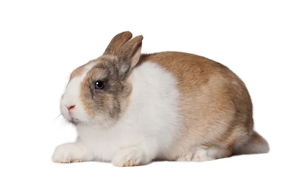 Small domestic rabbit — Stock Photo, Image