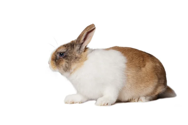 Små tama kaniner — Stockfoto