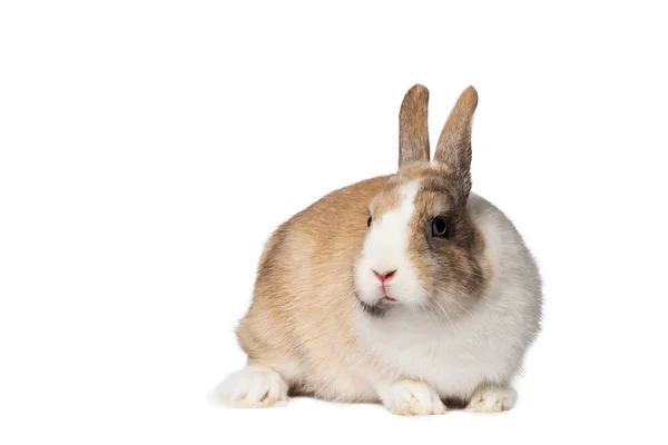 国内只小兔子 — 图库照片