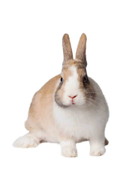 Small domestic rabbit — Stock Photo, Image