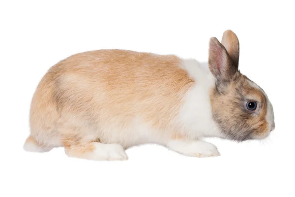 Malé domácí králík — Stock fotografie