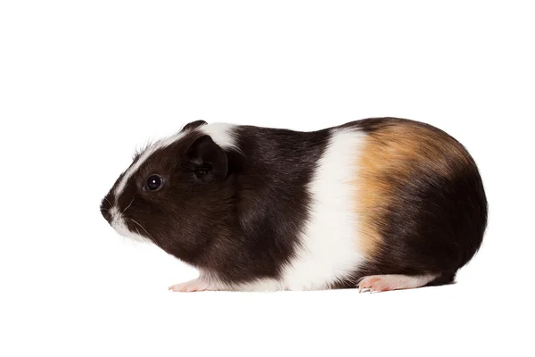 Small colored guinea pig — Stock Photo, Image
