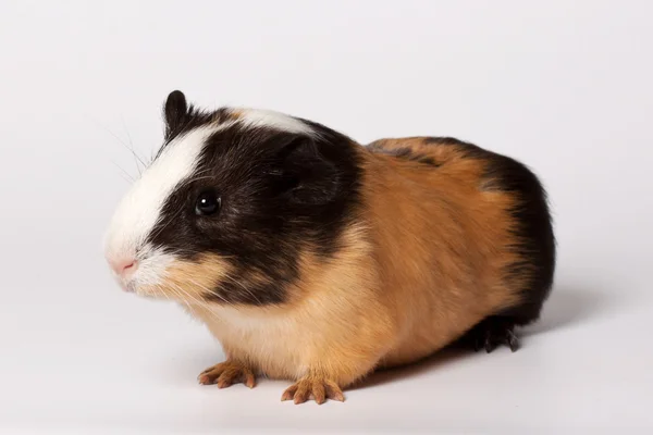 Small colored guinea pig — Stock Photo, Image