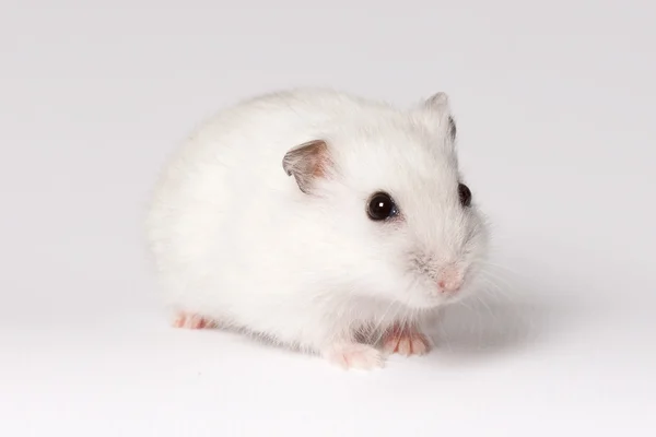 Hvit hamster – stockfoto