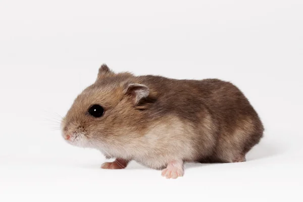 Brun hamster — Stockfoto