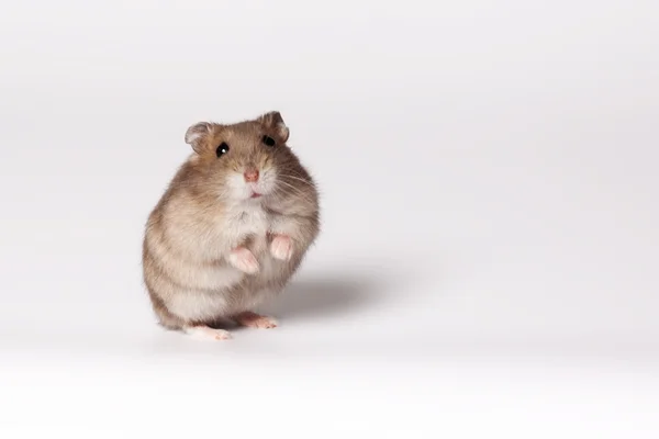 Kahverengi hamster — Stok fotoğraf