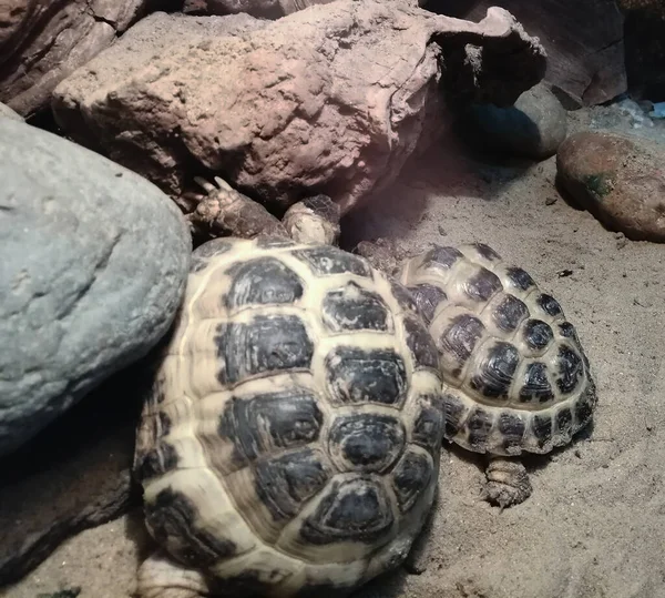 Exotic Couple Wild Turtle Aquarium — Stock Photo, Image