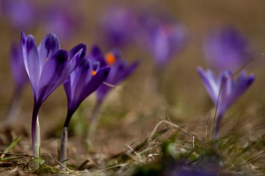 Bahar çayır bitkisi çiçeği darbe