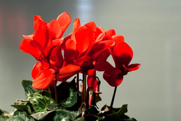 Cyklamen blommor — Stockfoto