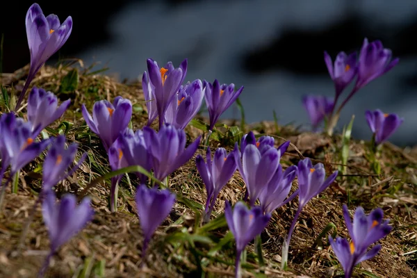 Crocus flowers blow in the spring meadow — стоковое фото