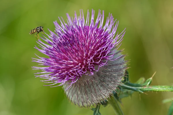 Honeybee on thistle — Stock Photo, Image