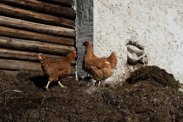 앞 마당 manur에 두 치킨 — 스톡 사진