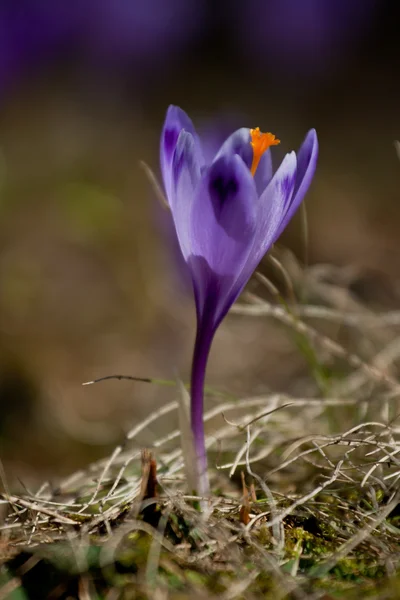 Crocus blommor blåsa på våren ängen Stockbild