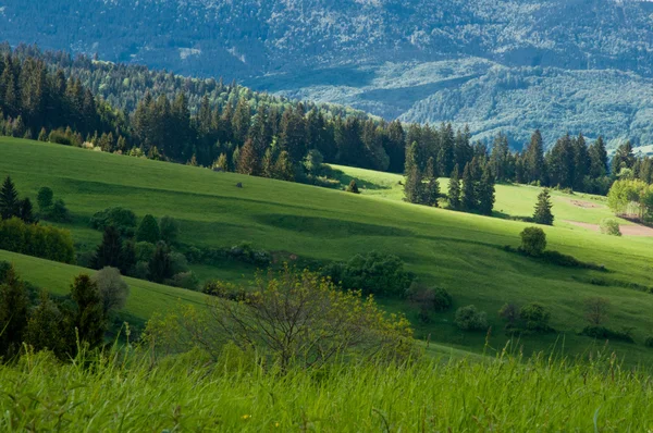 Grüne Wiese — Stockfoto