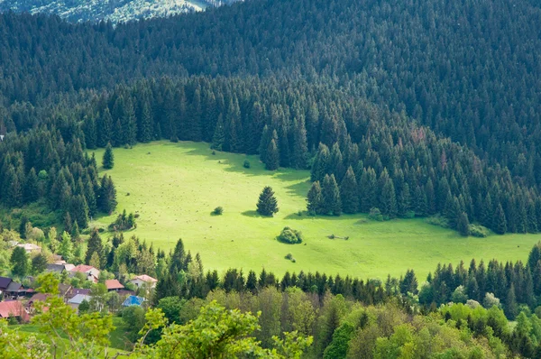 Campo verde — Foto de Stock