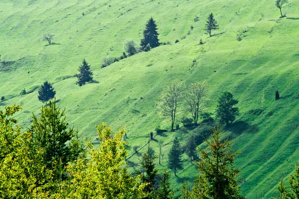 Grüne Landschaft — Stockfoto