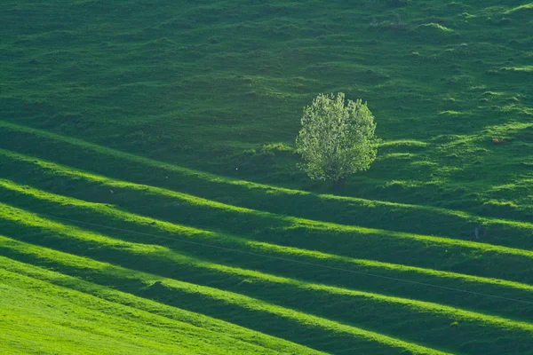 Paesaggio verde — Foto Stock