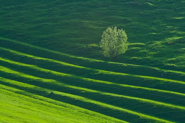 Καταπράσινο τοπίο — Φωτογραφία Αρχείου