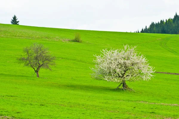 Fehér fa — Stock Fotó