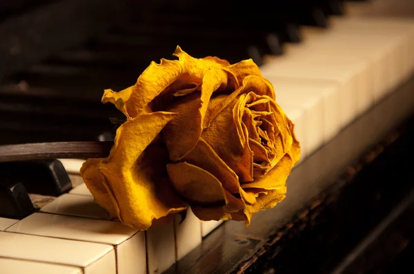 Pianoforte con rosa sui tasti — Foto Stock