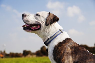 parkta mutlu pitbull