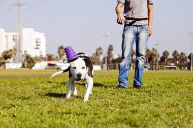 sonra onun çiğnemek oyuncak çalışan bir pitbull köpeği