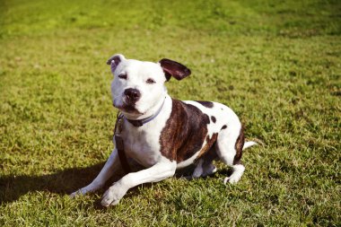 çimenlerin üzerine oturmuş pitbull köpeği
