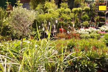 bitki Kreş mauerpark bit pazarı berlin Almanya