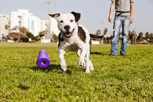 Pitbull corriendo tras perro masticar juguete —  Fotos de Stock