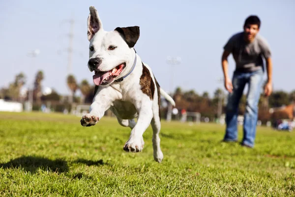 Mitten in der Luft laufender Pitbull-Hund — Stockfoto