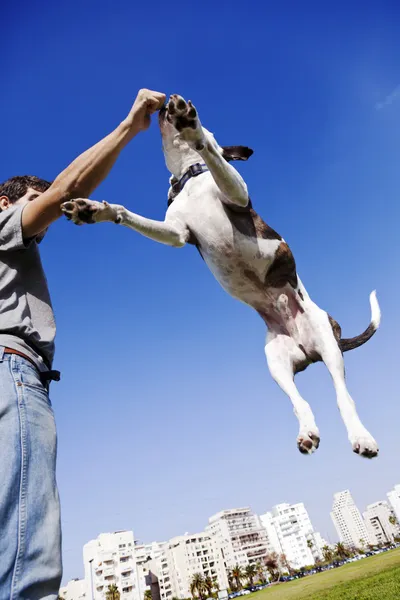 食糧のためにジャンプ犬 — ストック写真