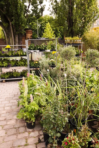 Plant Nursery at Mauerpark Flea Market Berlin Germany — Stock Photo, Image