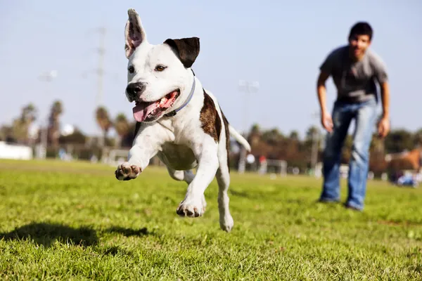 Havada çalışan pitbull köpeği Stok Fotoğraf