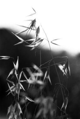 Wild Oat in Black and White clipart