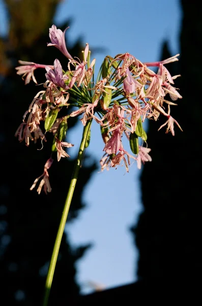 Vissnande lily of the nile — Stockfoto