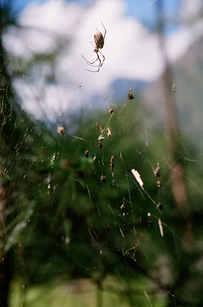 自分の web でのクモ — ストック写真