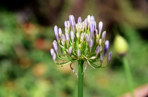 Kvetoucí lily of the nile — Stock fotografie