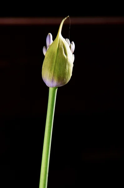 Blommande lily of the nile — Stockfoto