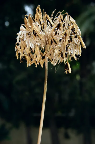 Zwiędły lily z Nilu — Zdjęcie stockowe