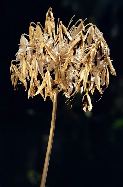 Zwiędły lily z Nilu — Zdjęcie stockowe