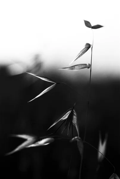 Avena silvestre en blanco y negro — Foto de Stock