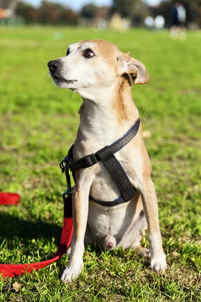 Pinscher hund porträtt på park — Stockfoto