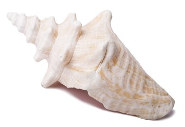 kabuklu deniz hayvanı kabuğu - yan görünüm