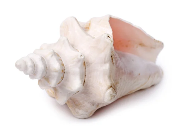 Concha Shell - Dianteira diagonal — Fotografia de Stock