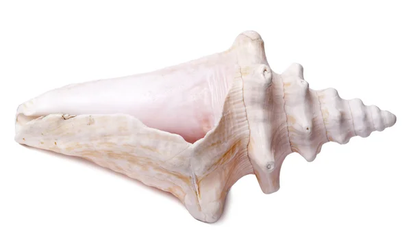 Concha Shell - Vista lateral — Fotografia de Stock