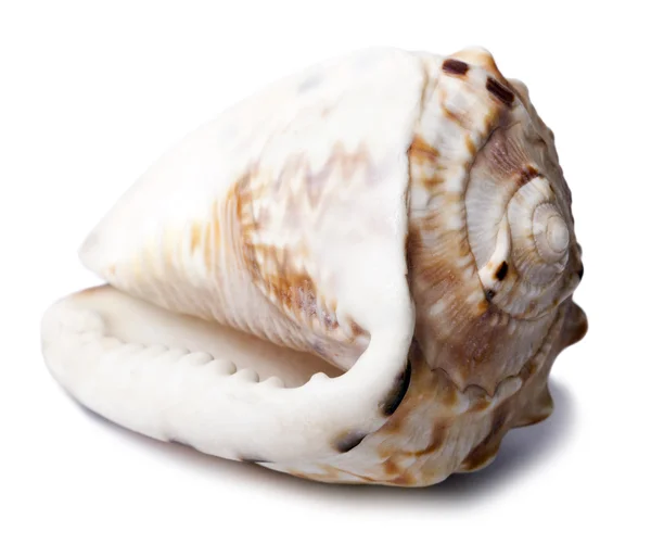 Conch shell - baksidan diagonal — Stockfoto