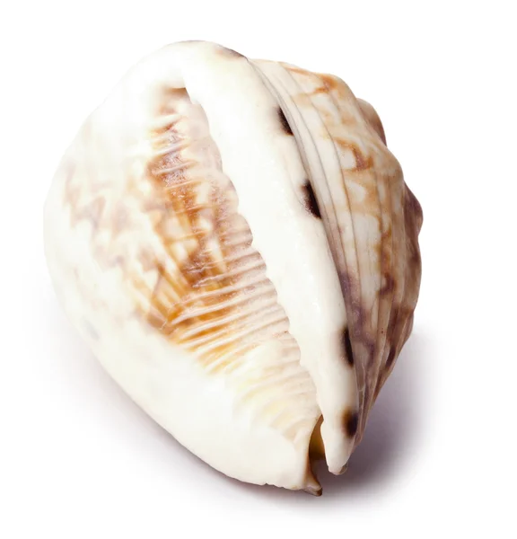 Concha Shell - Parte trasera —  Fotos de Stock