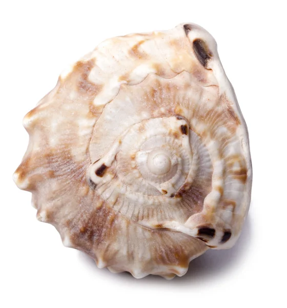 Conch shell - voorste — Stockfoto