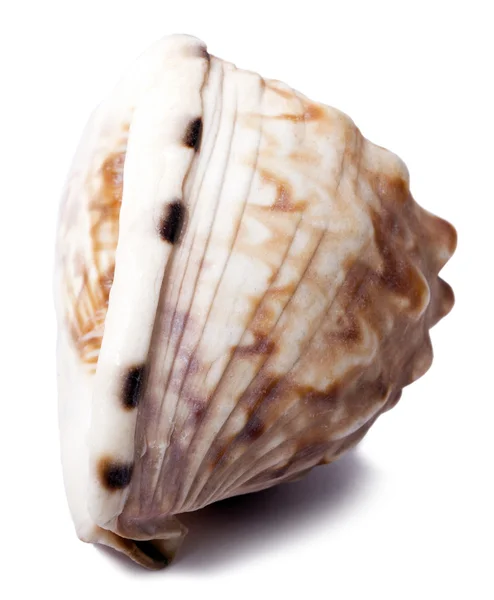 Conch Shell - Frontside Diagonal — Stockfoto