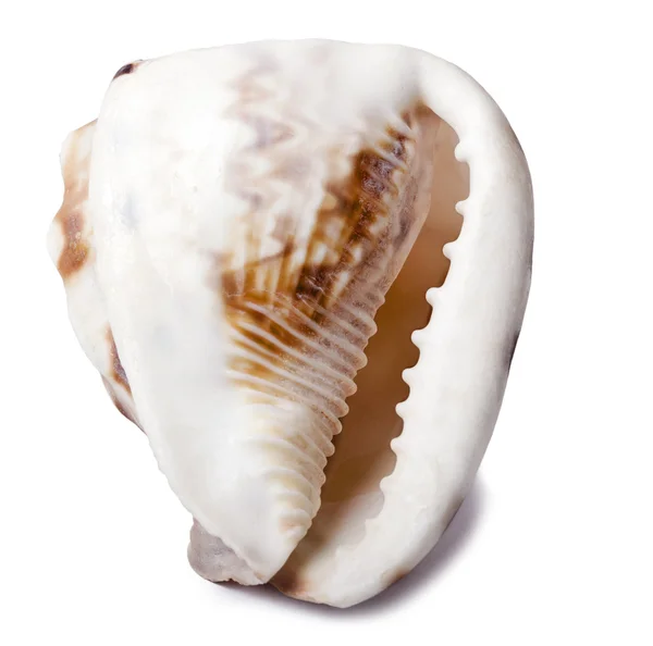 Concha Shell - Parte trasera —  Fotos de Stock